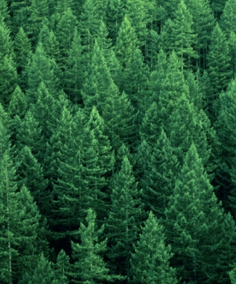 A forest with coniferous trees